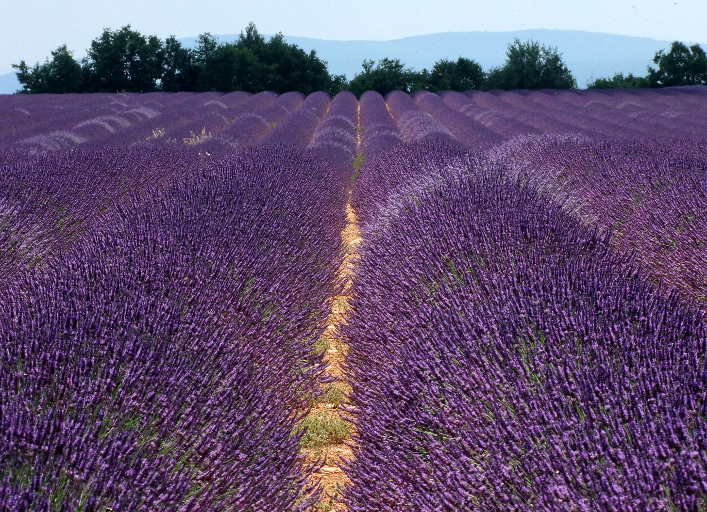 die provence bei valensole, lavendel soweit das auge reicht.