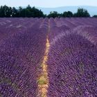 die provence bei valensole, lavendel soweit das auge reicht.