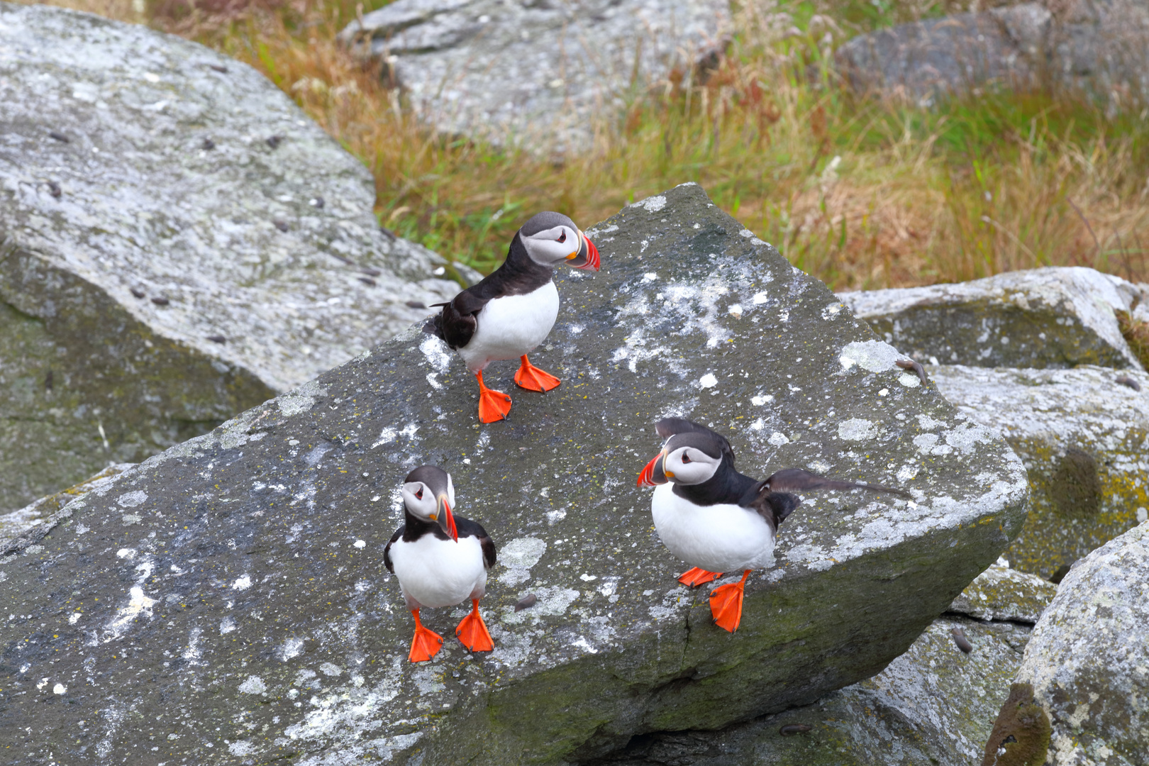 Die Puffins