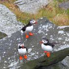 Die Puffins