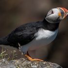 Die Puffins von Ellison 5