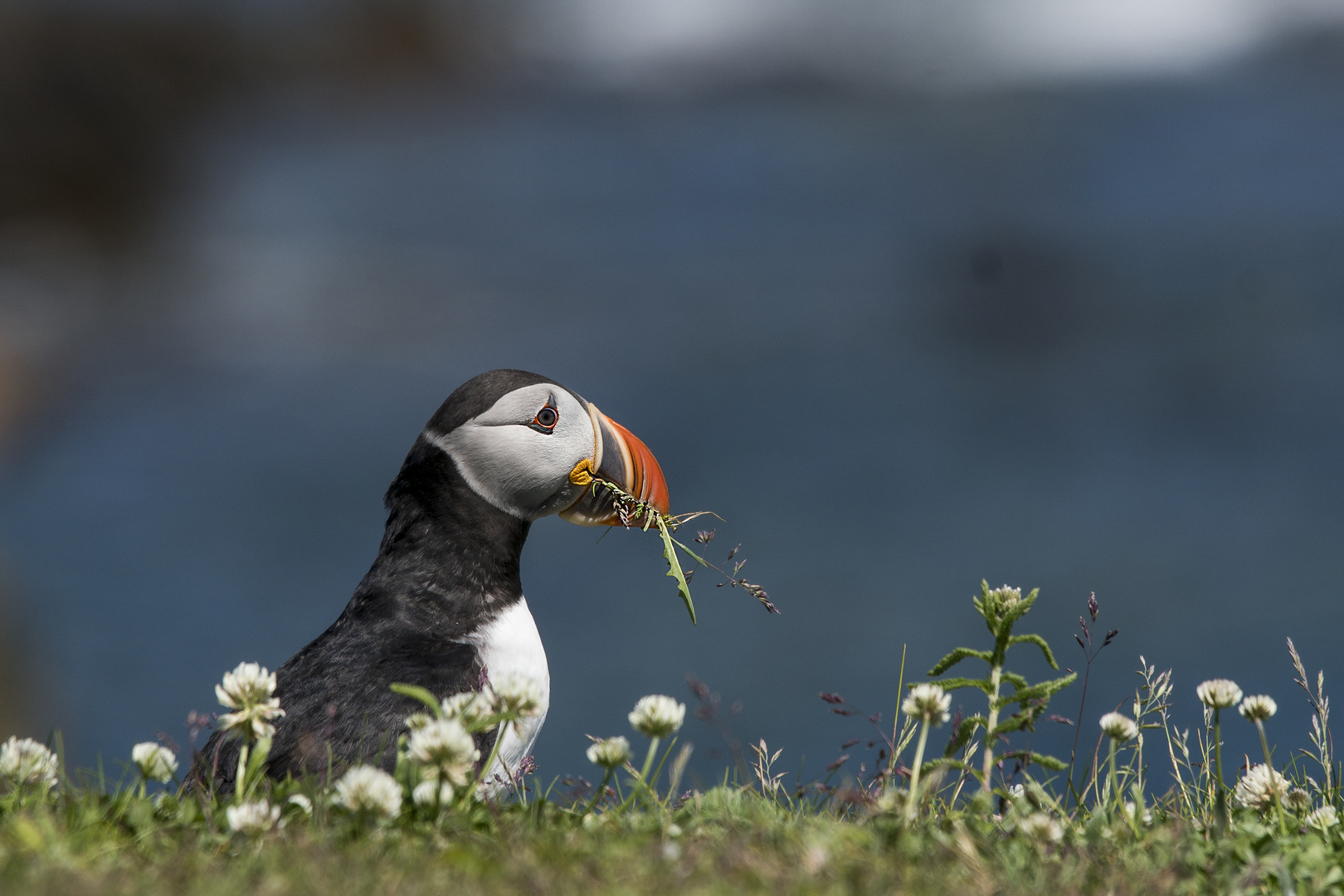 Die Puffins von Ellison 8