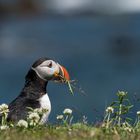 Die Puffins von Ellison 8