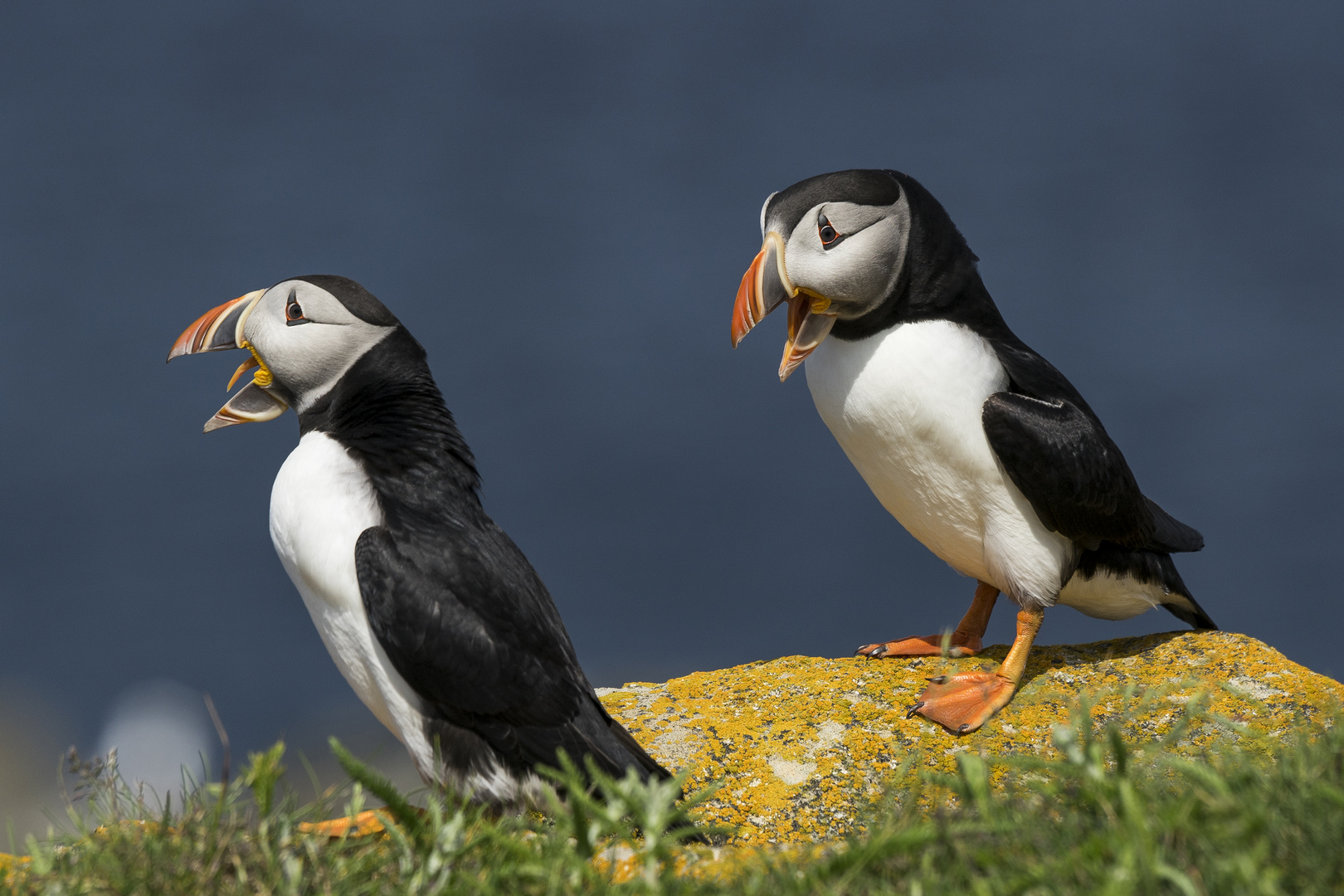 Die Puffins von Elliston 1