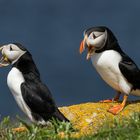 Die Puffins von Elliston 1