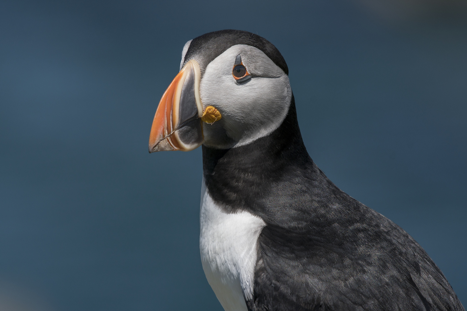 Die Puffins von Elliston 10