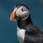 Die Puffins von Elliston 10