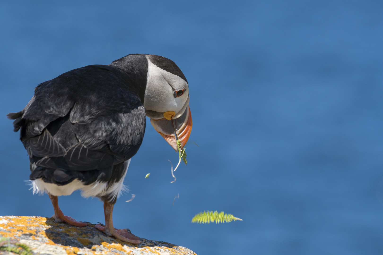 Die Puffins von Elliston 11