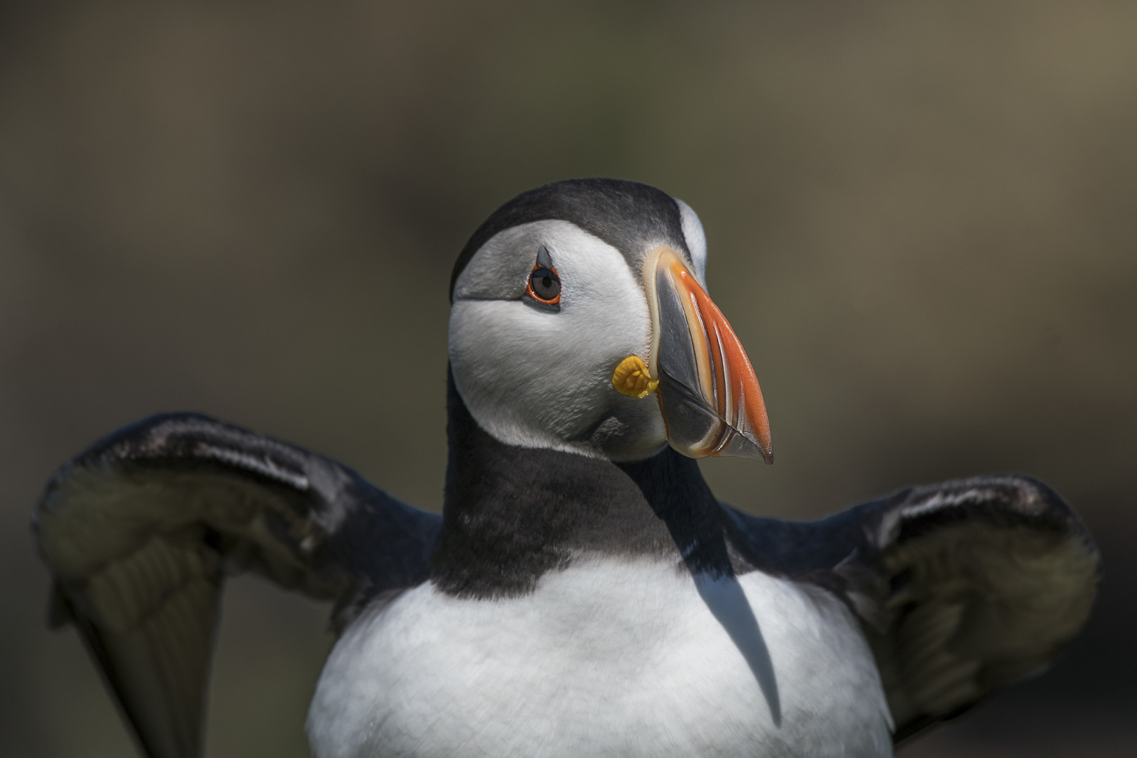 Die Puffins von Elliston 12