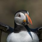 Die Puffins von Elliston 12