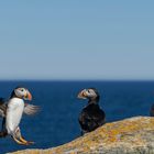 Die Puffins von Elliston 13