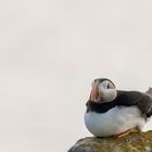 Die Puffins von Elliston 14