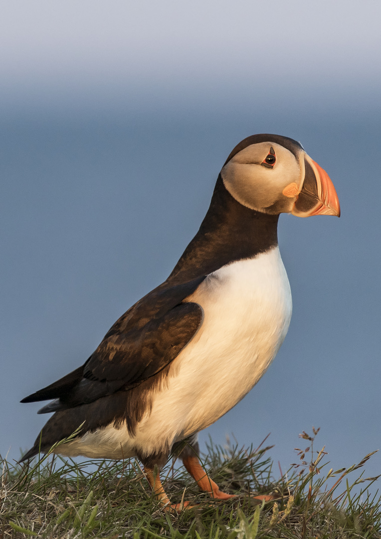 Die Puffins von Elliston 15