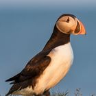 Die Puffins von Elliston 15