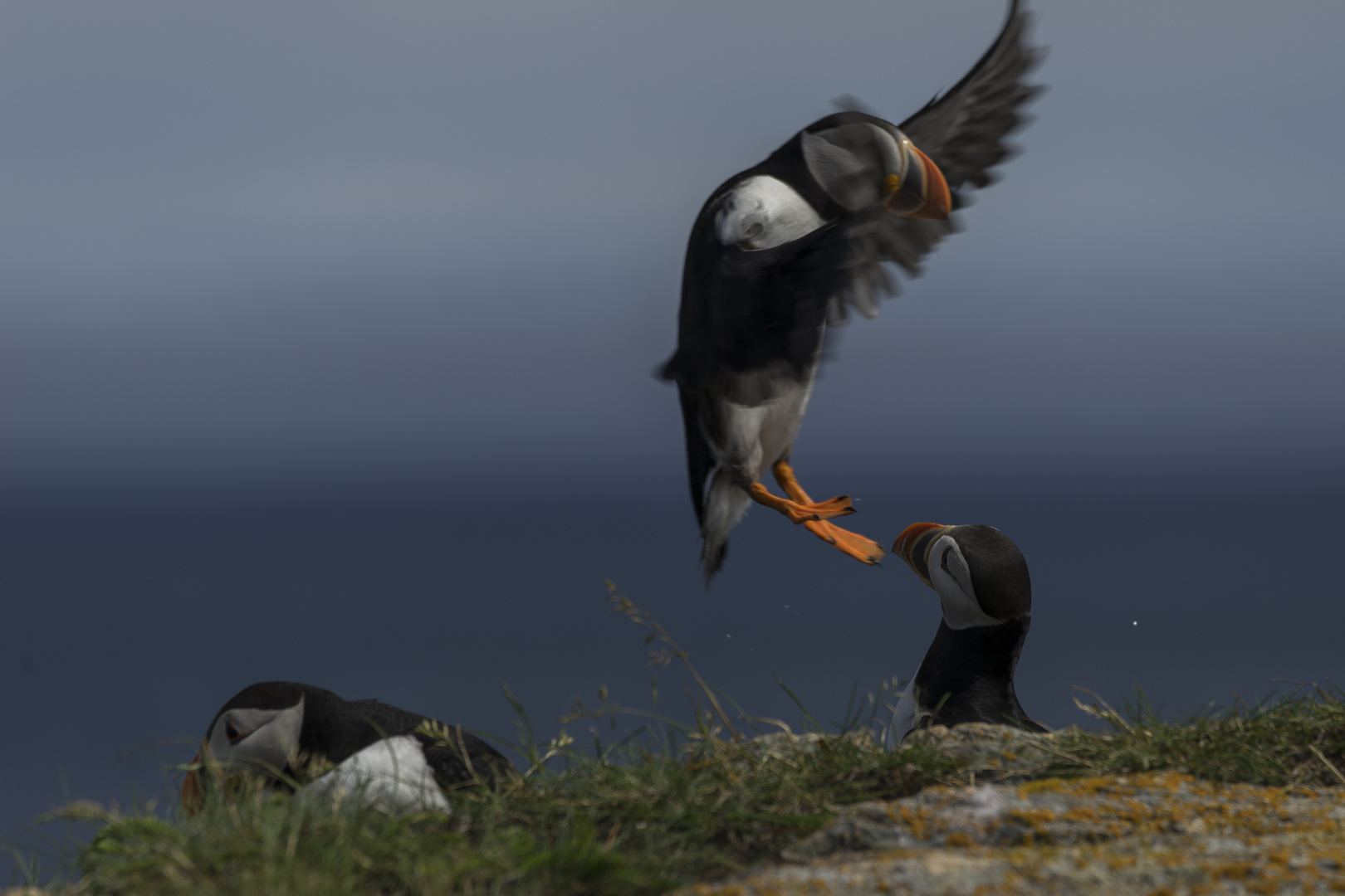 Die Puffins von Elliston 2