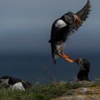 Die Puffins von Elliston 2