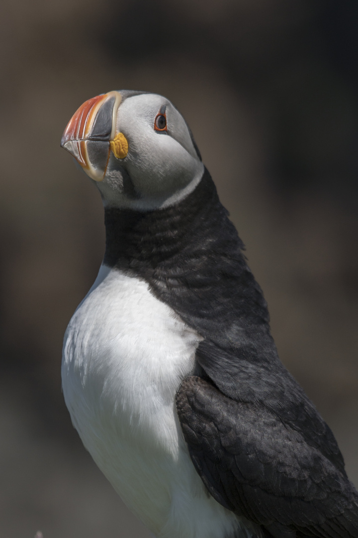 Die Puffins von Elliston 9