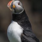 Die Puffins von Elliston 9