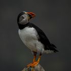 Die Puffins von Elliston, Neufundland 10