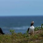 Die Puffins von Elliston, Neufundland 3