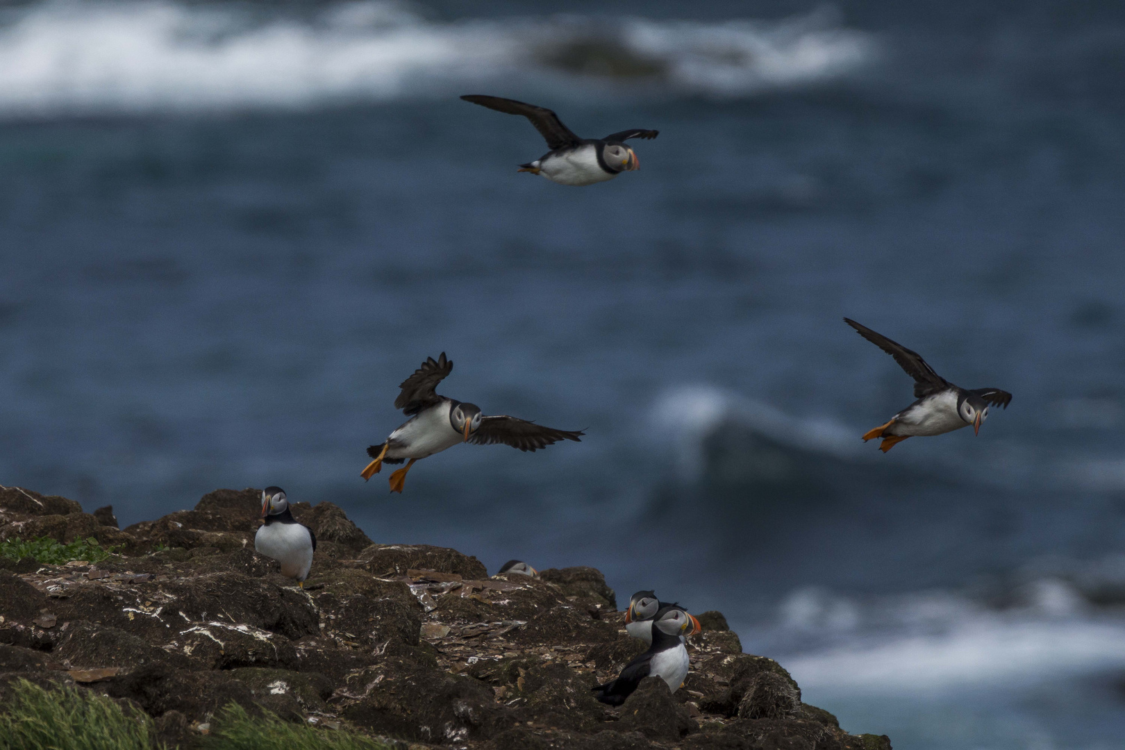 Die Puffins von Elliston, Neufundland 4