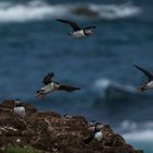 Die Puffins von Elliston, Neufundland 4