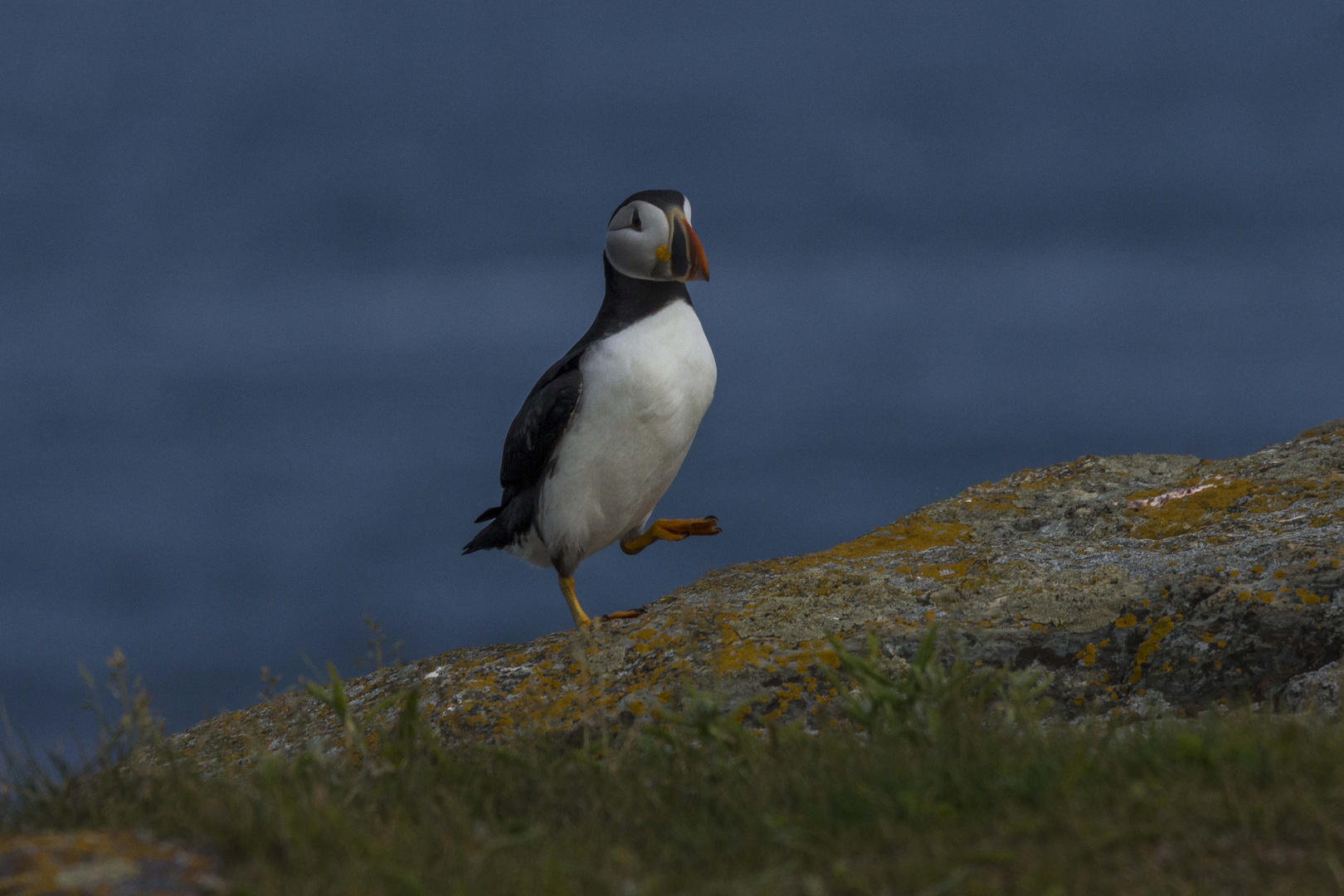 Die Puffins von Elliston, Neufundland 5