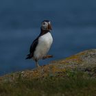 Die Puffins von Elliston, Neufundland 5