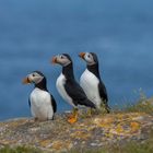 Die Puffins von Elliston, Neufundland 6