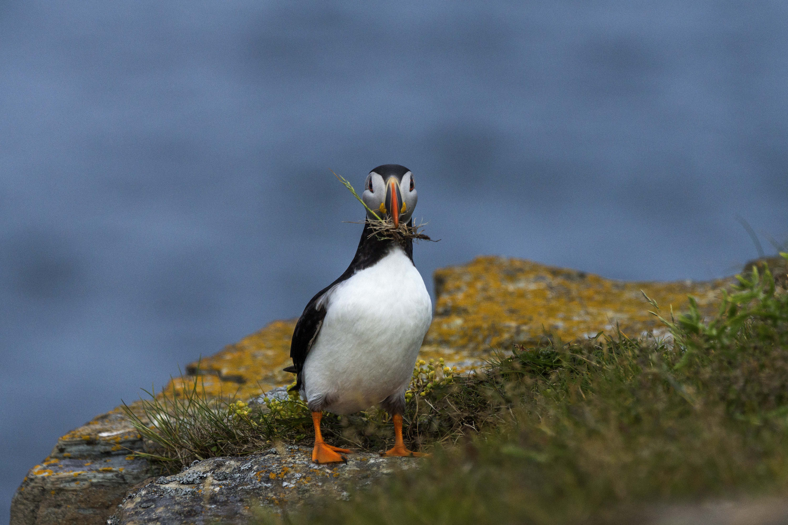 Die Puffins von Elliston, Neufundland 7