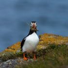 Die Puffins von Elliston, Neufundland 7