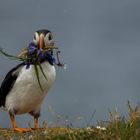 Die Puffins von Elliston, Neufundland 8