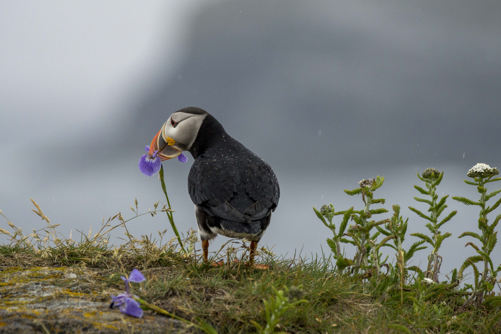 Die Puffins von Elliston, Neufundland 9