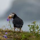 Die Puffins von Elliston, Neufundland 9