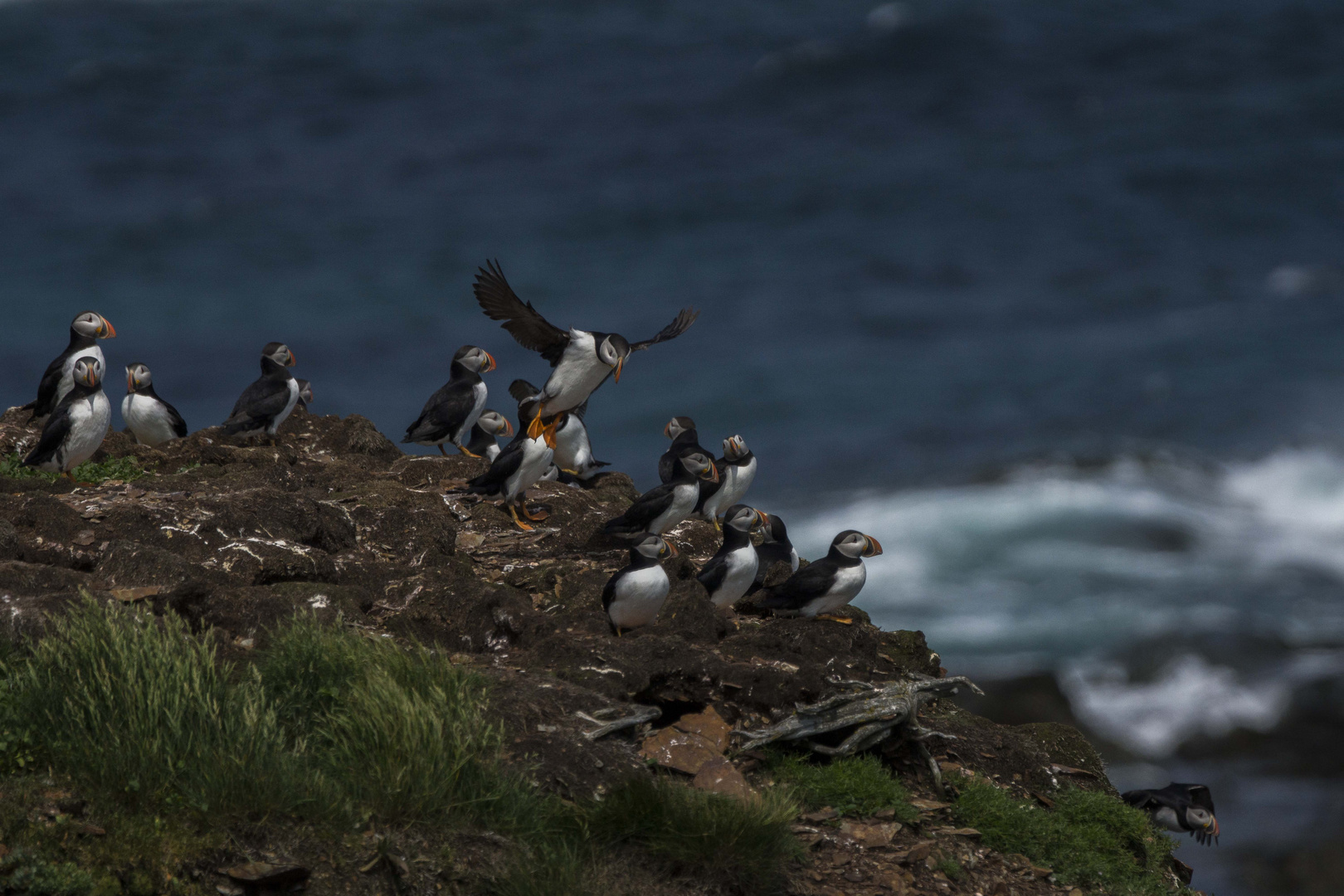 Die Puffins von Elliston, Neufundland