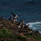 Die Puffins von Elliston, Neufundland