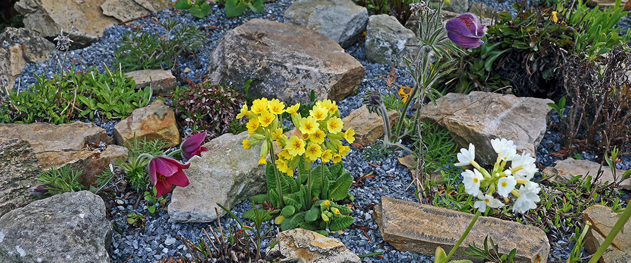 Die Pulsatilla grandis (unten links) ist das besondere ...