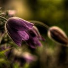 Die Pulsatilla im Garten