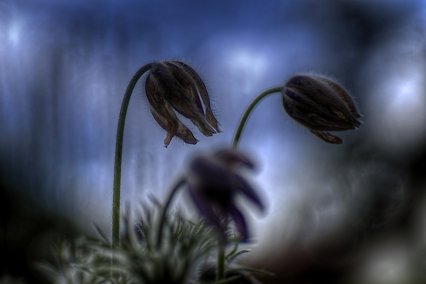 Die Pulsatilla im Garten