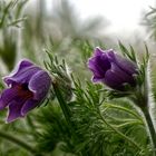 Die Pulsatilla im Garten