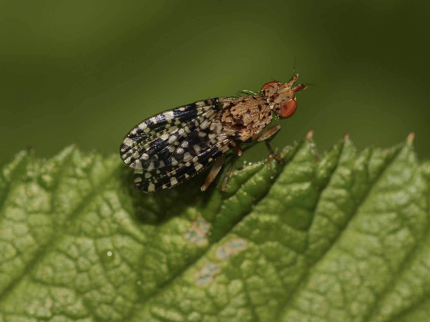 Die PUNKTIERTE HORNFLIEGE (TRYPETOPTERA PUNCTULATA), Fam. Sciomyzidae