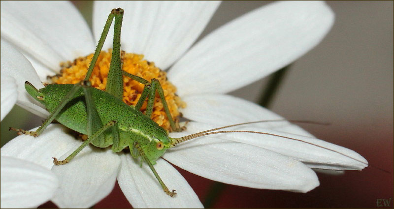 die 'Punktierte Zartschrecke' (Leptophyes punctatissima) - Weibchen -...