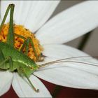 die 'Punktierte Zartschrecke' (Leptophyes punctatissima) - Weibchen -...