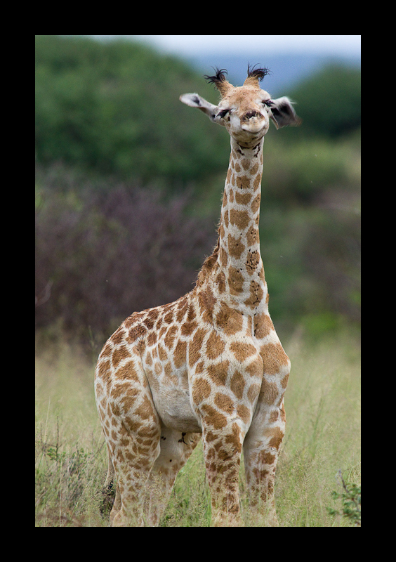 Die pure Lebensfreude - Babygiraffe von Jan Borgstede 