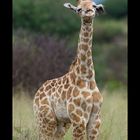 Die pure Lebensfreude - Babygiraffe