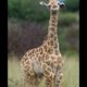 Die pure Lebensfreude - Babygiraffe