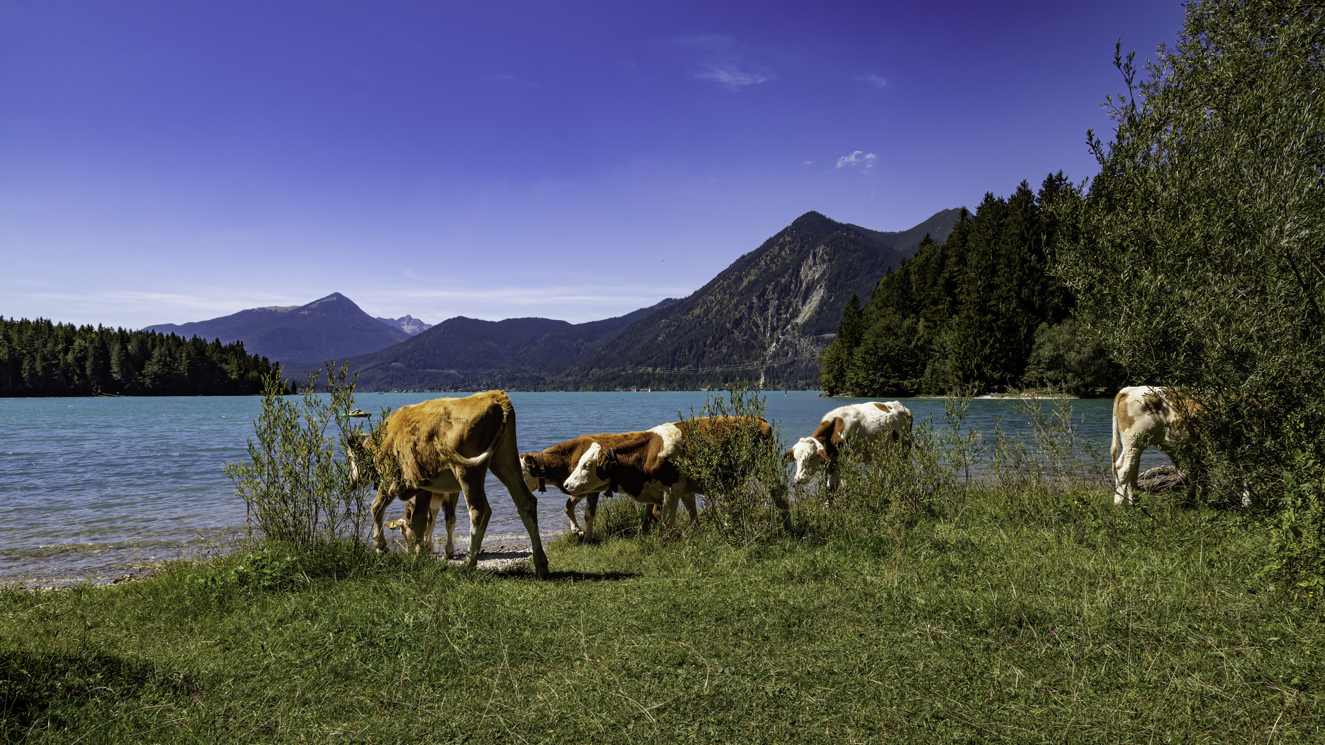 Die pure Natur am Walchensee