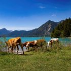 Die pure Natur am Walchensee