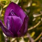 Die Purple Tulpe
