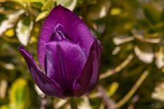 Die Purple Tulpe